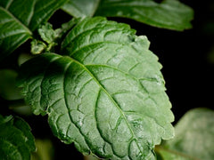 Patchouli Picks Pack - Bloom Sample Packs - Bloom Perfumery