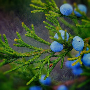 Juniper Jackpot Pack - Bloom Sample Packs - Bloom Perfumery