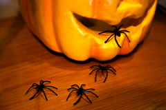 Dare-to-wear perfumes - Halloween 2020 special! - Bloom Sample Packs - Bloom Perfumery