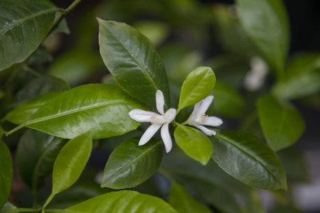 Le bigaradier pack: neroli, orange blossom, petitgrain and more - Bloom Sample Packs - Bloom Perfumery