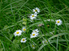 Green Scene Pack - Bloom Sample Packs - Bloom Perfumery