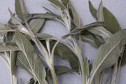 Herb garden pack - Bloom Perfumery London