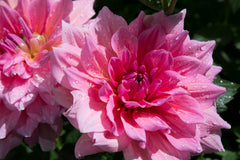 Aqueous Florals Sample Pack - Bloom Sample Packs - Bloom Perfumery